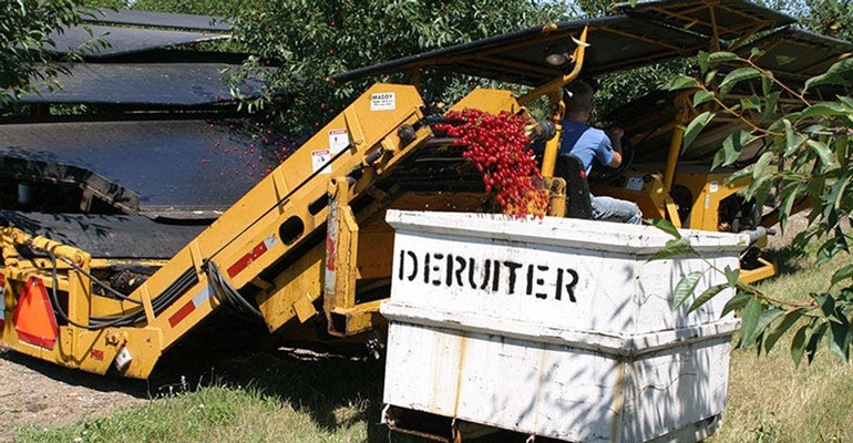 Cherries at DeRuiter Farms being taken off trees and put in container.