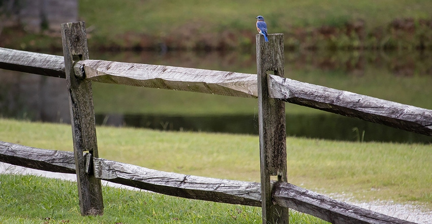 Bluebird sitting on fencepost