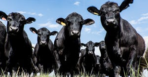 herd of black angus cattle
