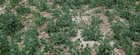 dont_let_lambsquarters_marestail_control_1_634763148928887708.jpg