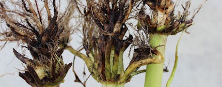 corn_rootworm_management_getting_tougher_illinois_1_635179097356012000.jpg