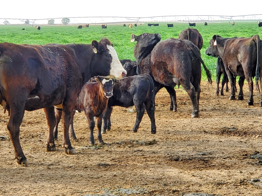 swfp-shelley-huguley-livestock-calves-20-10.JPG