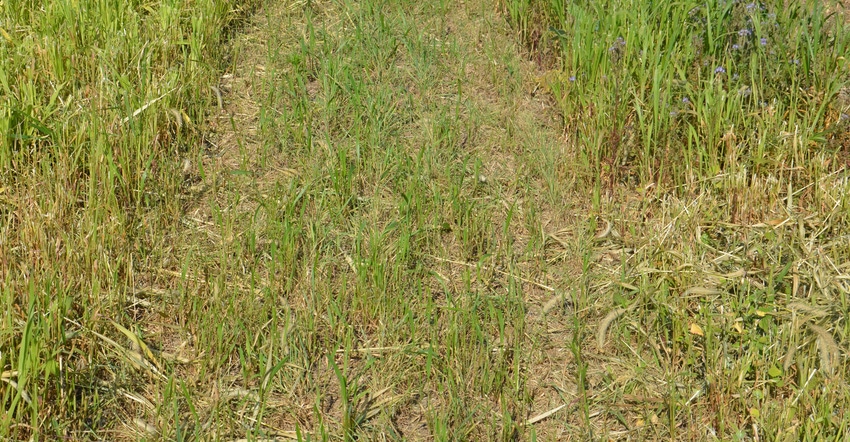 cereal rye