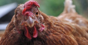 angry chicken looking at camera
