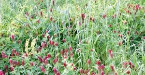 red clover cover crop