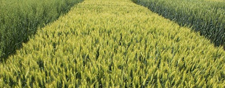 oats_good_double_crop_option_1_635089143606022337.jpg