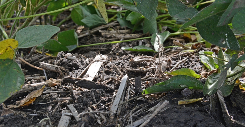 soil under soybean plants