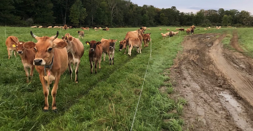 cows gated in pasture
