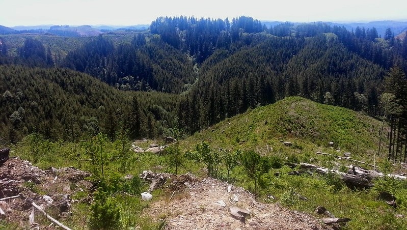 WFP-ODSL-elliott-state-forest.jpg WFP-ODSL-elliott-state-forest.jpg