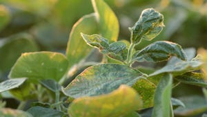 soybean plant showing signs of damage from dicamba