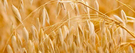 rain_keeps_hay_away_producers_choose_double_crop_wheat_1_635083752433002380.jpg