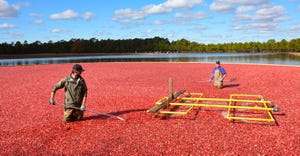 Donned in rubber waders, cranberry pickers push the cranberries into a yellow pumping station 