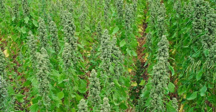 Quinoa plants in Washington State University test plot.