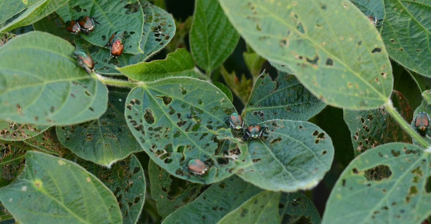 Japanese beetles on soybean plants