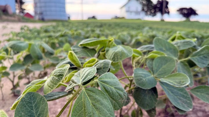 Crop progress: Soybean quality fades lower