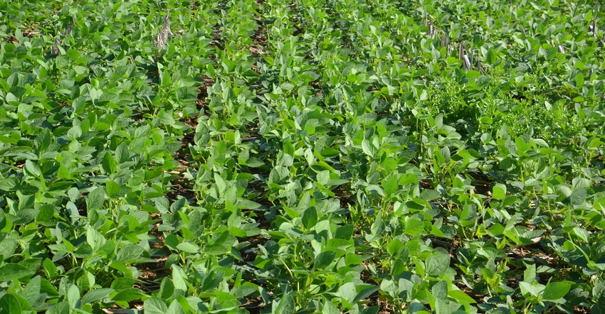 soybean field soybean field