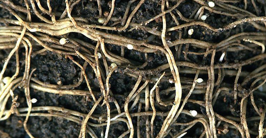 soybean cyst nematode on roots