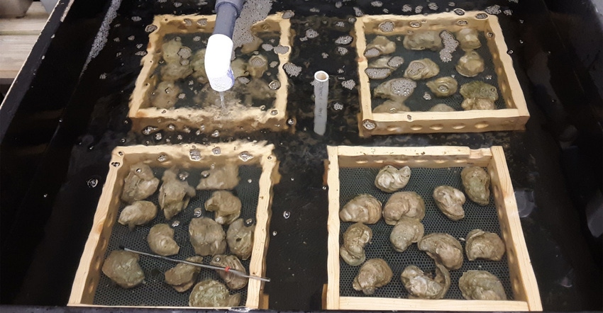agrilife-conditioning-oysters-in-lab.jpg