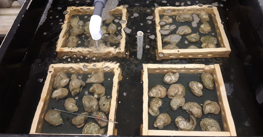 agrilife-conditioning-oysters-in-lab.jpg agrilife-conditioning-oysters-in-lab.jpg