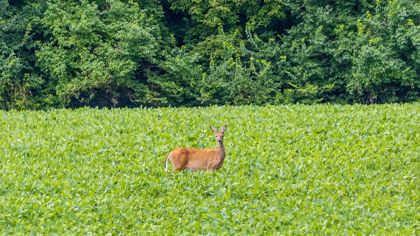 White-tailed Deer in a soybean field