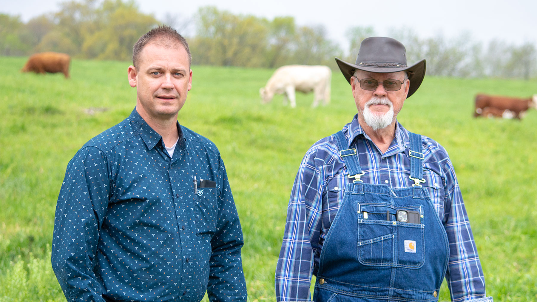 Black vultures kill young calf in Missouri