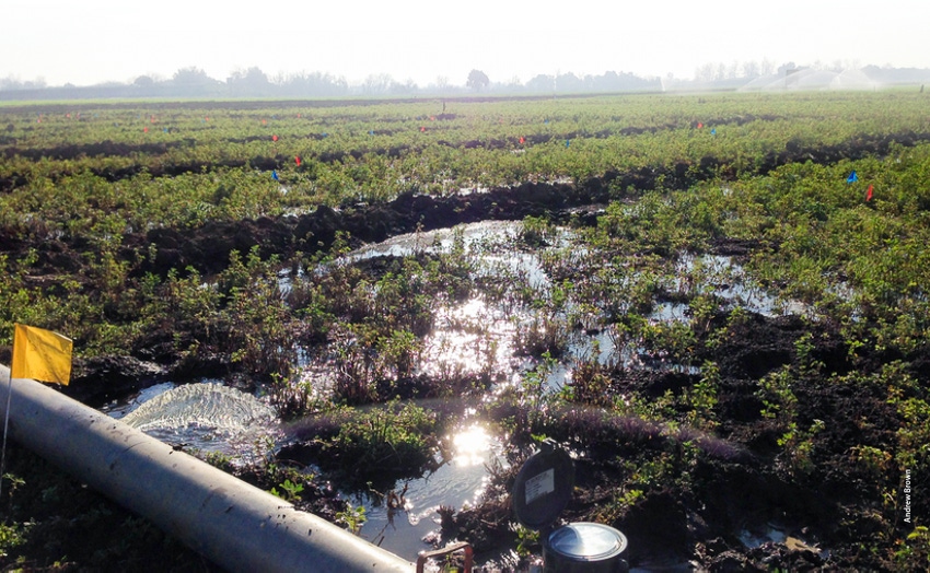 Groundwater recharge in field Groundwater recharge in field