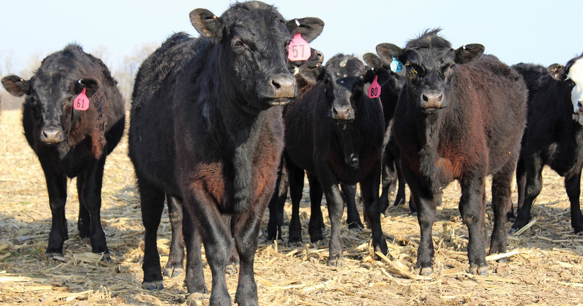 Dairy producers make switch to raising beef cattle