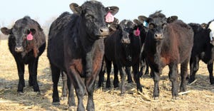 black beef cattle in cornstalks