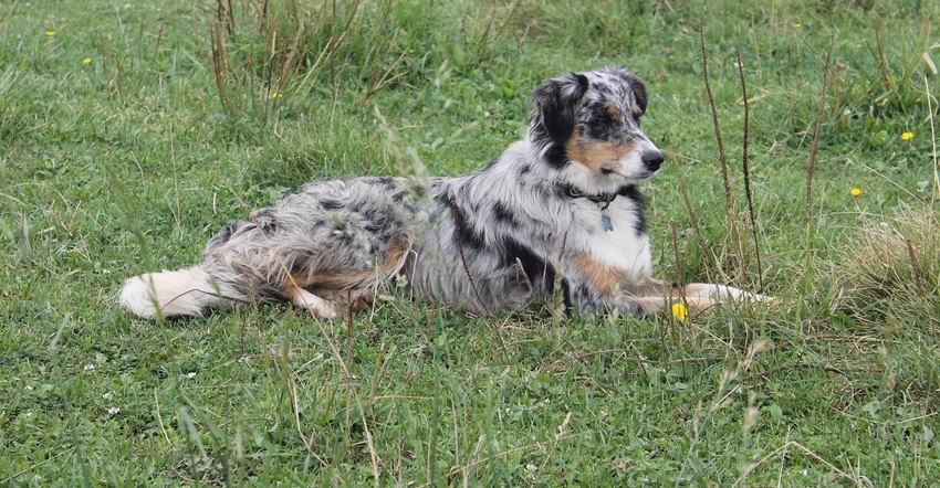 Rayne, border collie