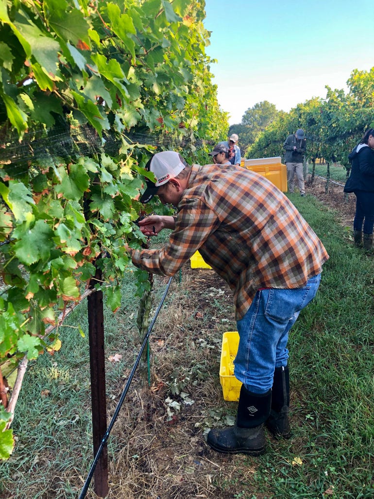 Workers harvest grapes by hand at Robin Hill Farms and Vineyard