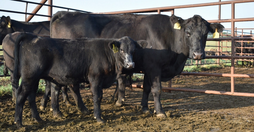 Cow and calf standing in outdoor pen