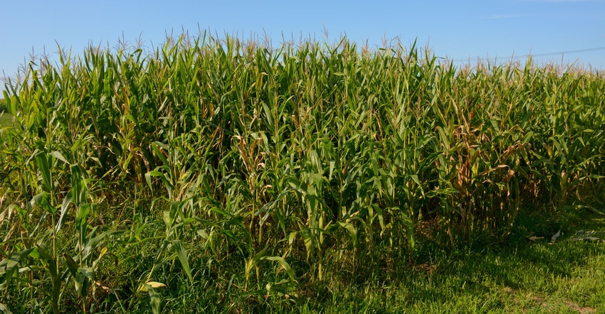 Panoramic view of corn field