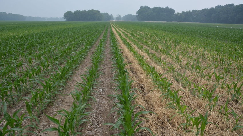 Corn no-tilled into cereal rye is slightly shorter and not as deep green as corn no-tilled into soybean stubble without a cover crop
