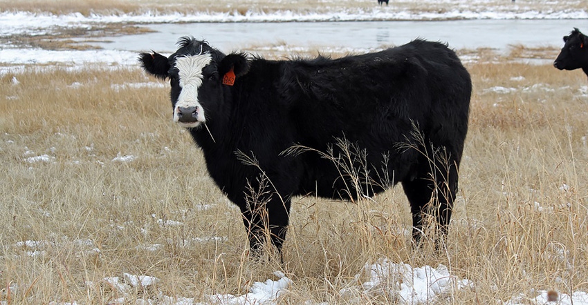 beef cow in field during winter