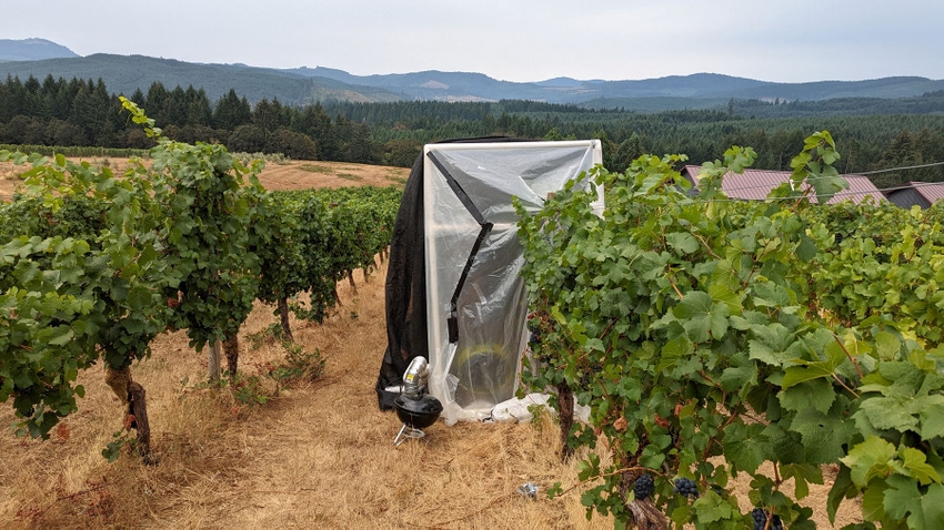 Smoke taint testing in vineyard