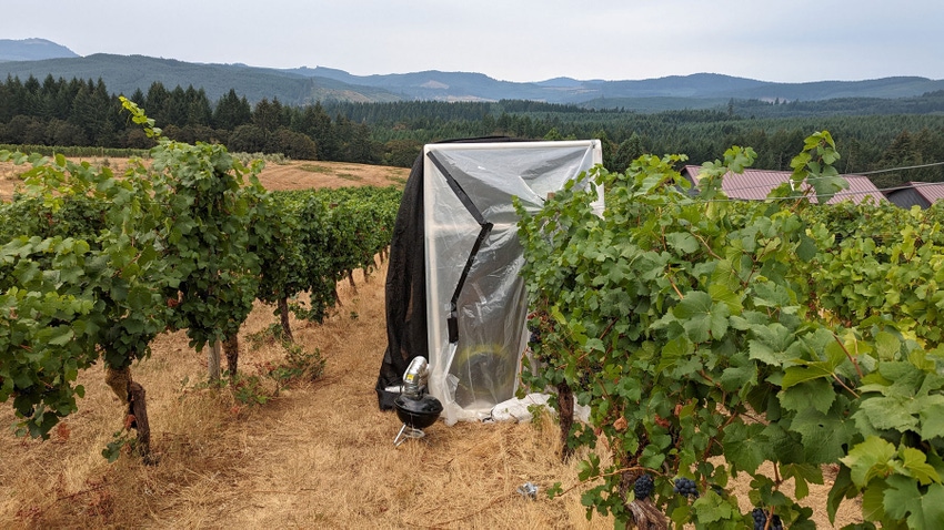 Smoke taint testing in vineyard Smoke taint testing in vineyard