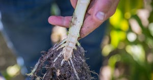 Severe root pruning by corn rootworm larvae can dramatically impact yield