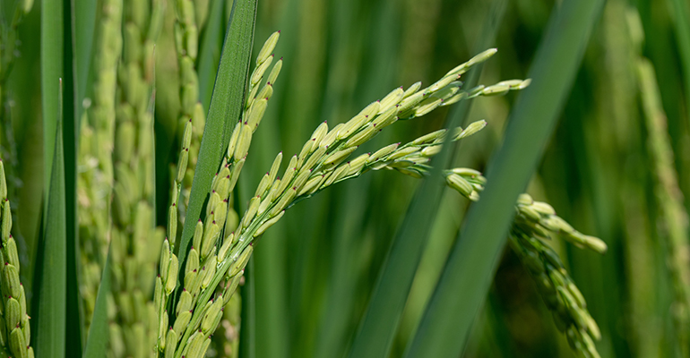 Protect your rice yields. Protect your land.