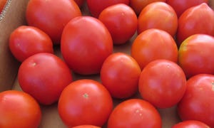 WFP-tim-hearden-bayer-tomatoes1.JPG