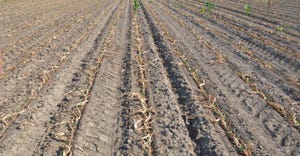 cornfield damaged by glyphosate