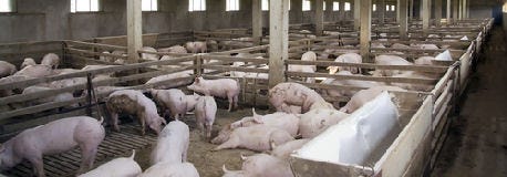 national_pork_producers_working_trade_angle_week_1_635067201326780097.jpg