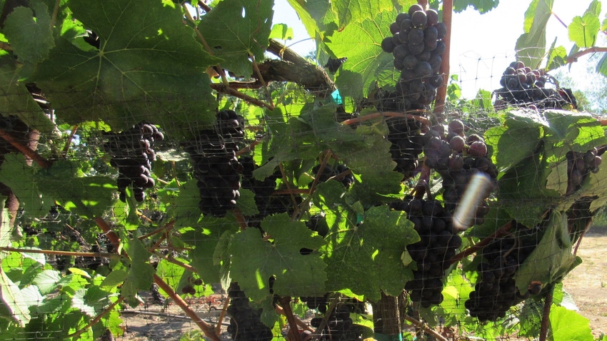 PNW wine grape acreage holds steady