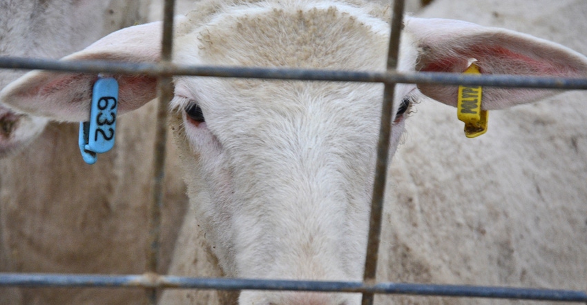 closeup of a sheep's face