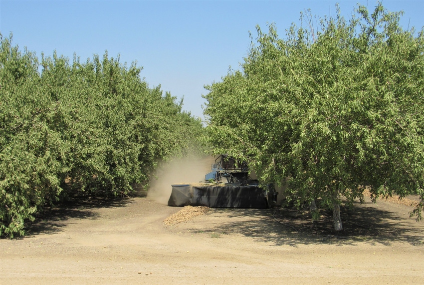 Almond harvest