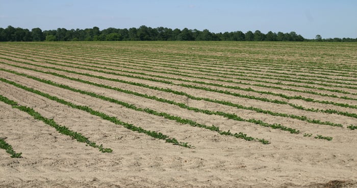Peanut production 101: Rotation key to bigger yields | Farm Progress