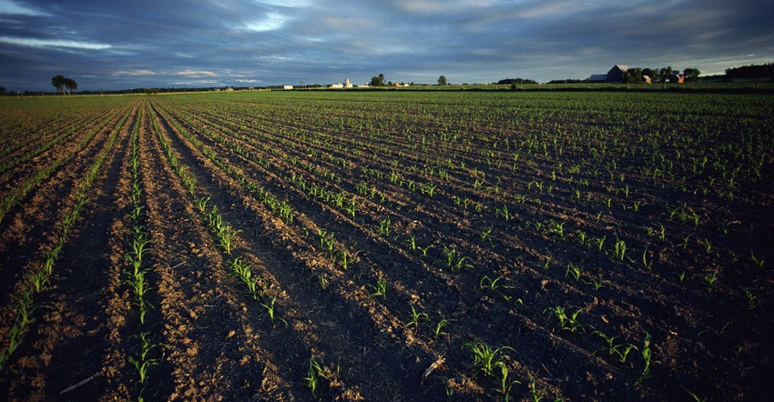 field of young seedlings of corn
