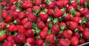 strawberries upclose