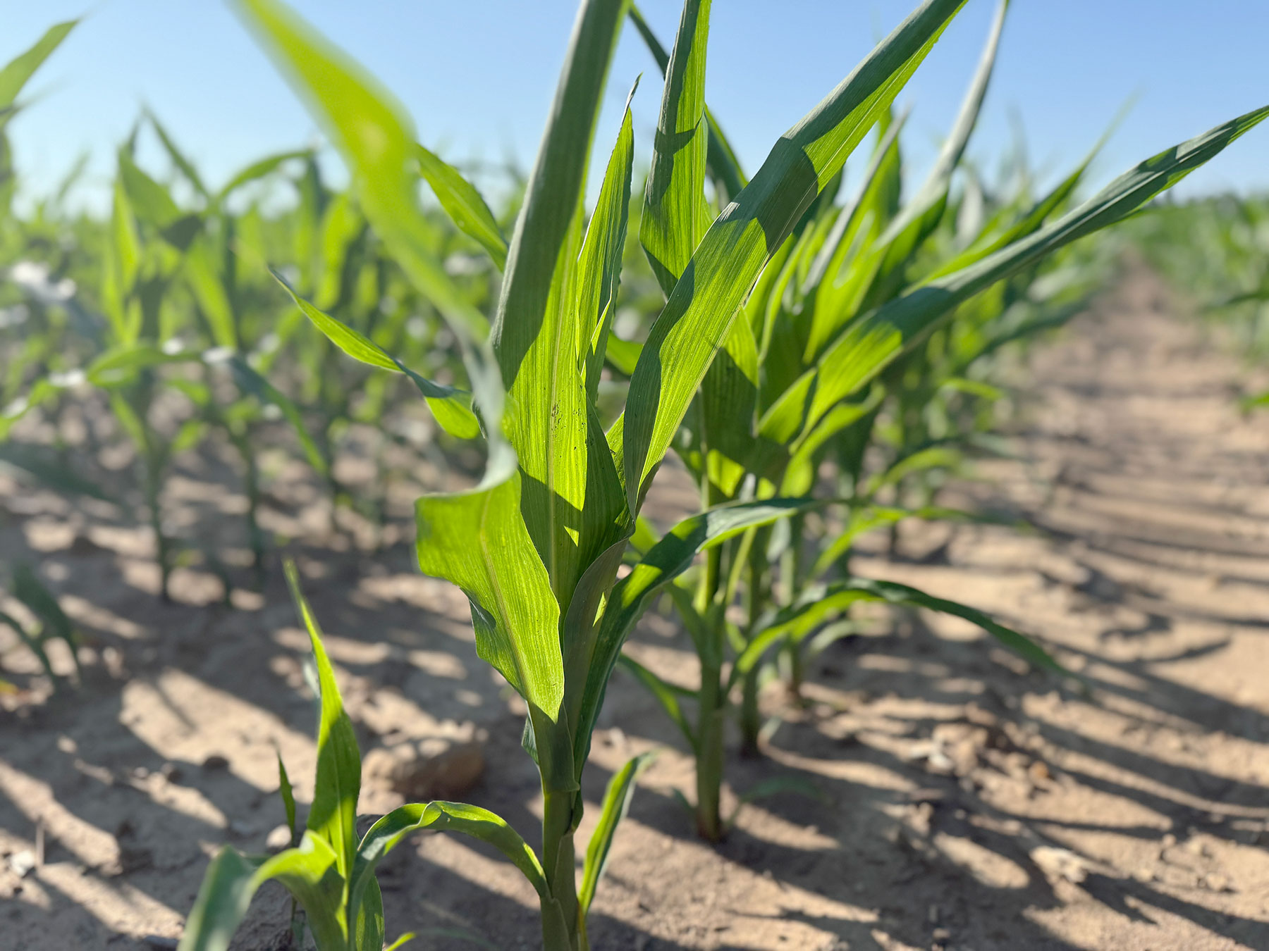 Farm on lookout for tar spot; wheat’s about ready