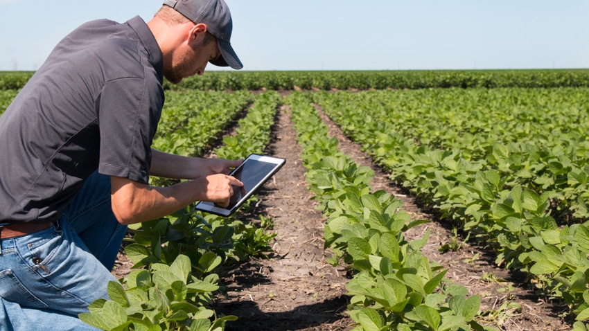 Agronomist using tablet to input data while kneeling in soybean field Agronomist using tablet to input data while kneeling in soybean field