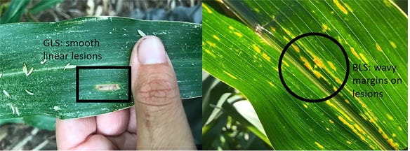 Gray leaf spot lesions versus bacterial leaf streak lesions. 